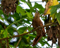 Strong-Billed Woodcreeper