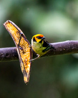 Flame-Faced Tanager