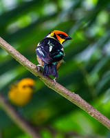 Flame-Faced Tanager