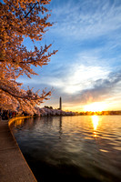 Washington Monument Cherry Blossoms